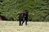 STAFFIE 387